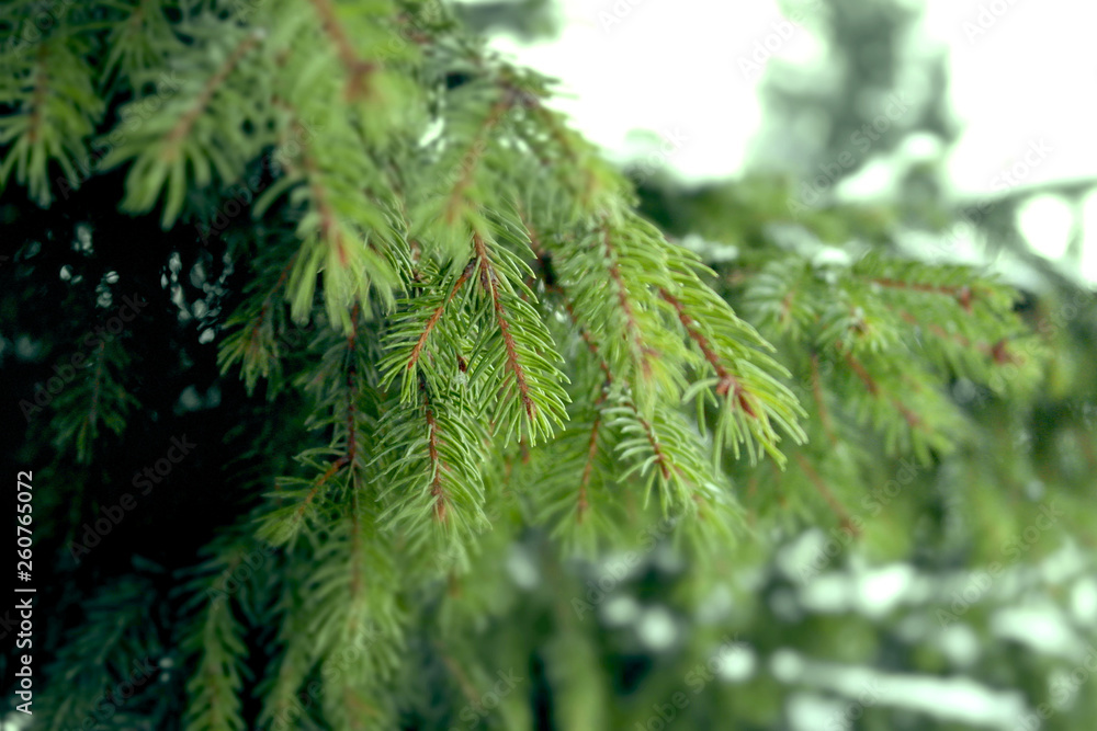 Closeup photo of green needle pine tree . Blurred pine needles in background Closeup photo of green needle pine tree . Blurred pine needles in background