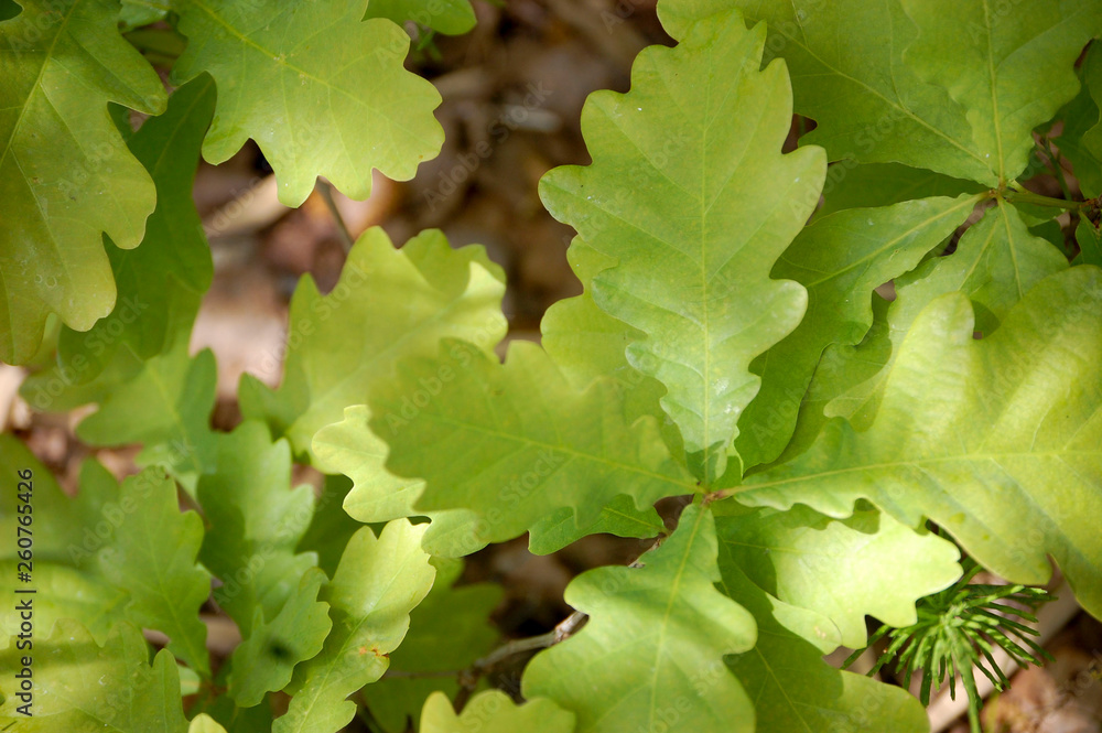 oak leaves. abstract background oak leaves. abstract background