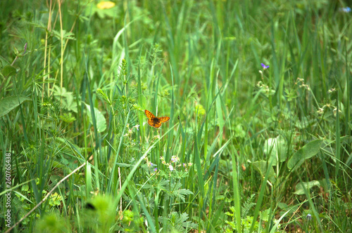 red butterfly in the meadow green