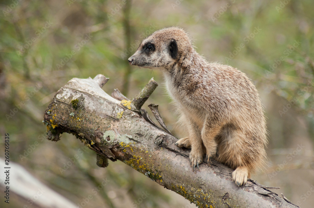 Fototapeta premium closeup of meerkat standing on branch