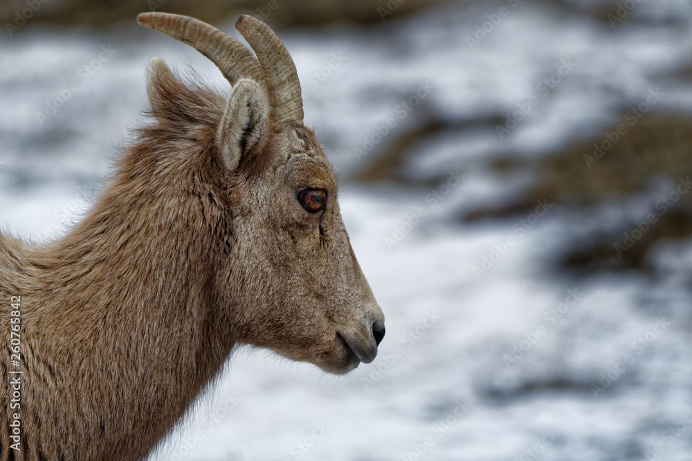 Fototapeta premium Young Bighorn Sheep