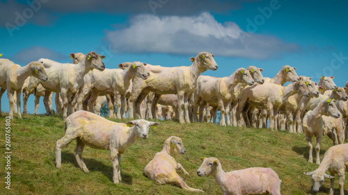 Fototapeta Naklejka Na Ścianę i Meble -  14157_The_flock_of_white_sheeps_standing_on_the_hill.jpg