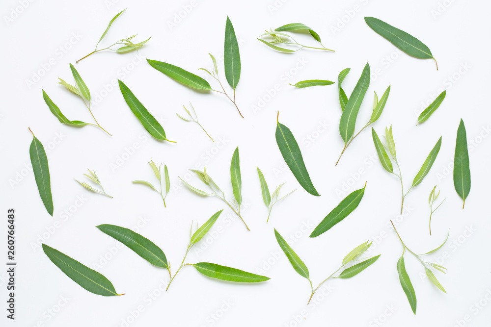 Fototapeta premium Eucalyptus leaves on white
