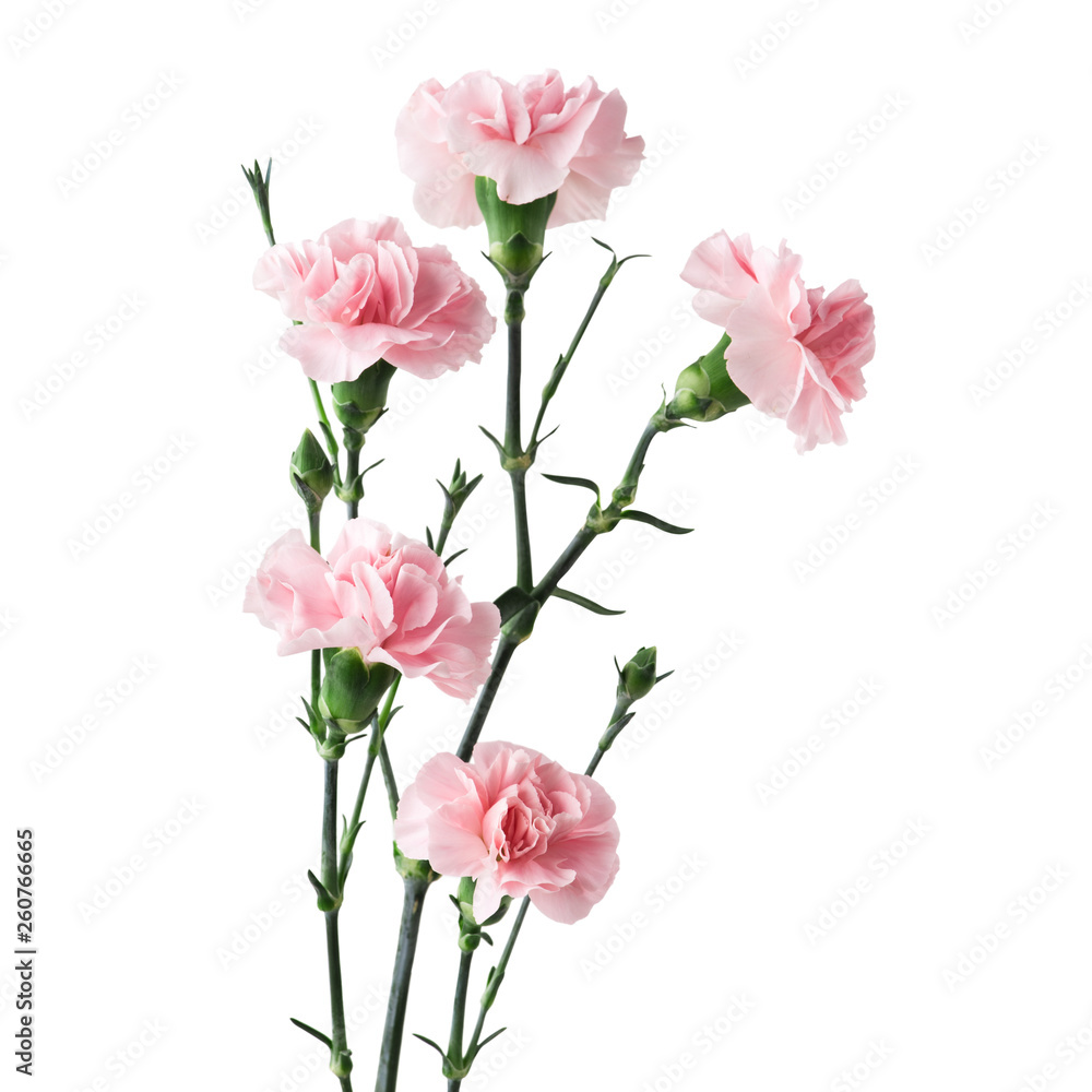 Pink carnations isolated on white