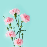 pink carnations on mint green background