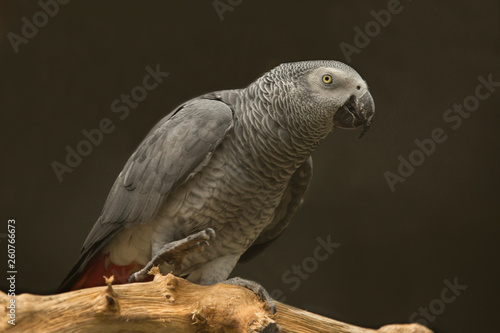  Grey parrot  Psittacus erithacus .