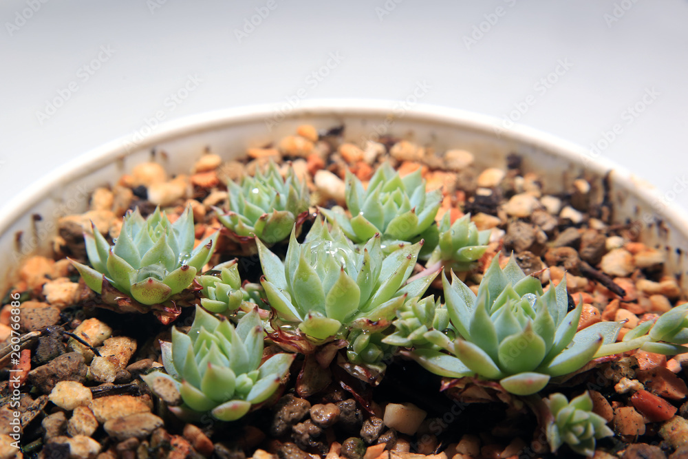Hens and chicks plant succulents growing and propagating concept. Hens and chicks plant succulents growing and propagating concept.