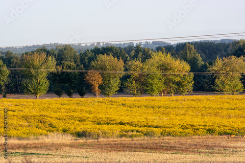 goldenrod field