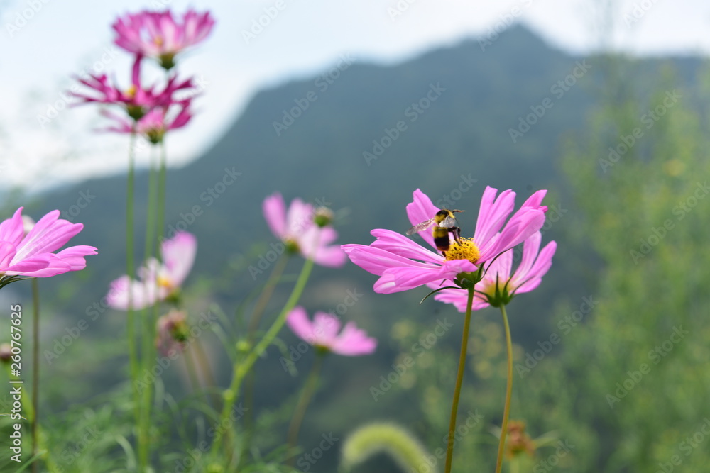 Beautiful Chrysanthemum Plants Beautiful Chrysanthemum Plants