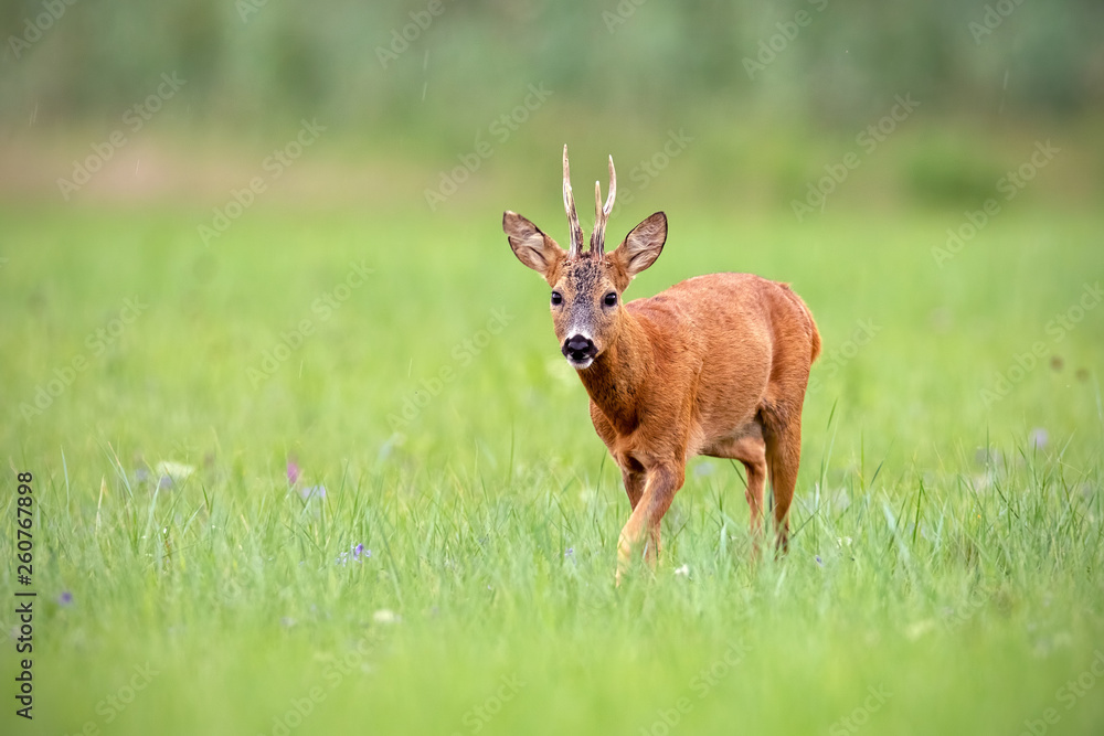 Attentive roe deer, capreolus capreolus, buck walking on a meadow in summer with green blurred background. Wild animal in nature with space for copy. Attentive roe deer, capreolus capreolus, buck walking on a meadow in summer with green blurred background. Wild animal in nature with space for copy.