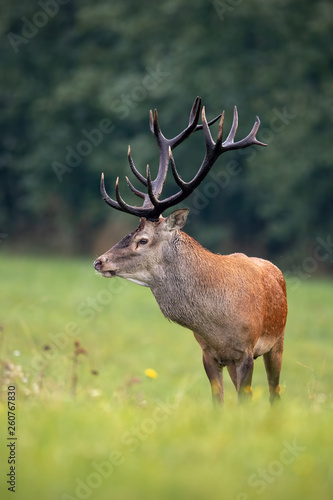 Close-up of a red deer, cervus elaphus, stag in summer with big antlers looking aside with blurred background