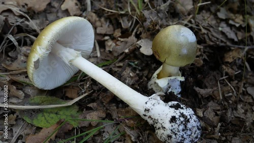Amanita phalloides, death cap, is a deadly poisonous fungus, the most dangerous mushroom. fatal mushroom poisonings worldwide. A mycologist collects amanita phalloides for study purposes