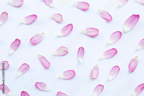 Pink lotus petals on white.