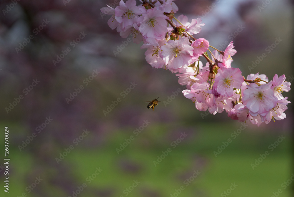 Naklejka premium Bee and Sakura flowers 