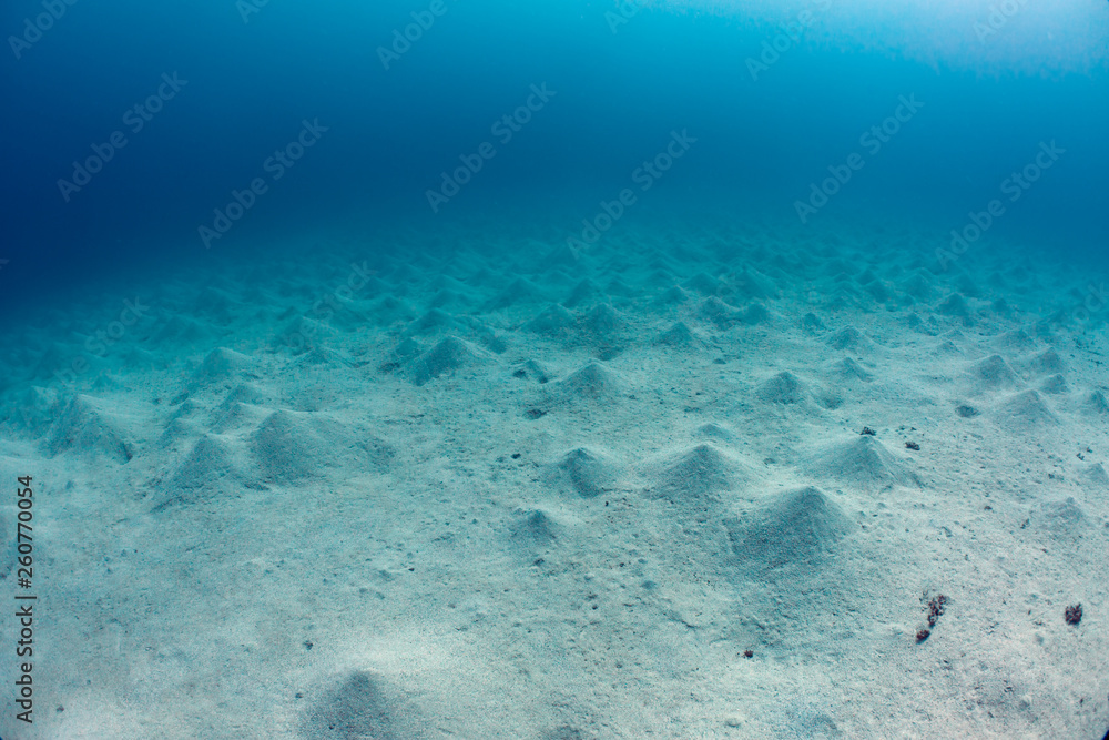 Fototapeta premium Sandy Seabed