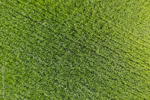 The wheat field is green. Young wheat on the field. View from ab