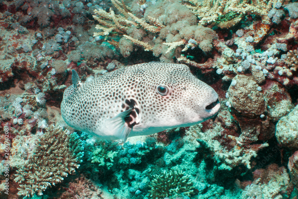Fototapeta premium Starry Pufferfish