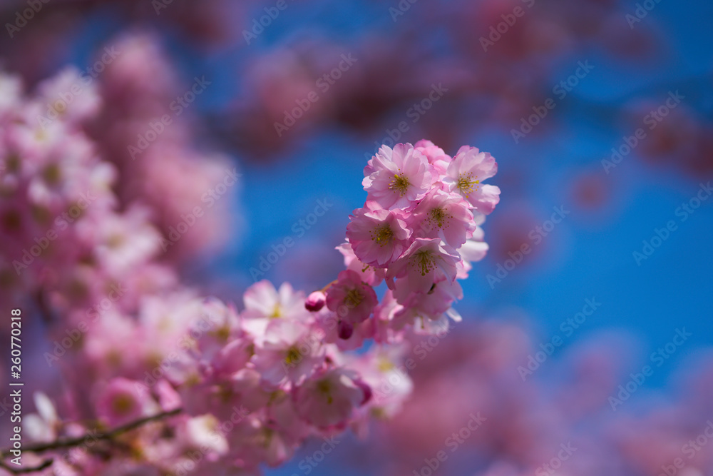 Sakuras in Blossom Sakuras in Blossom