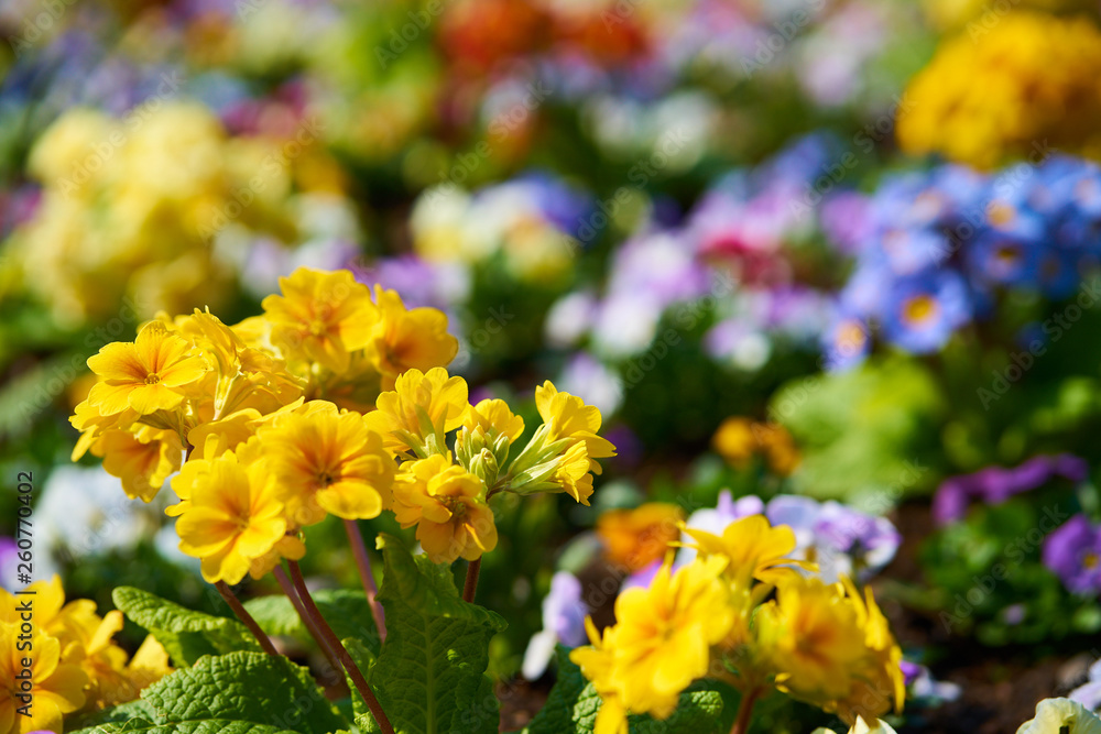 Primroses in blossom Primroses in blossom