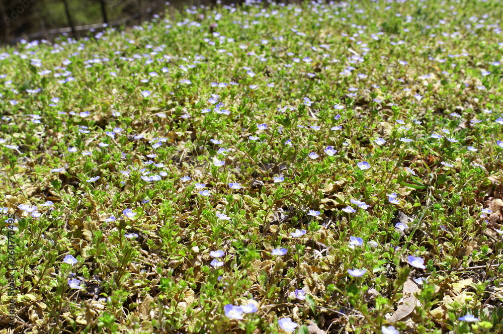Persian speedwell, Bird's-eye Persian speedwell, Bird's-eye