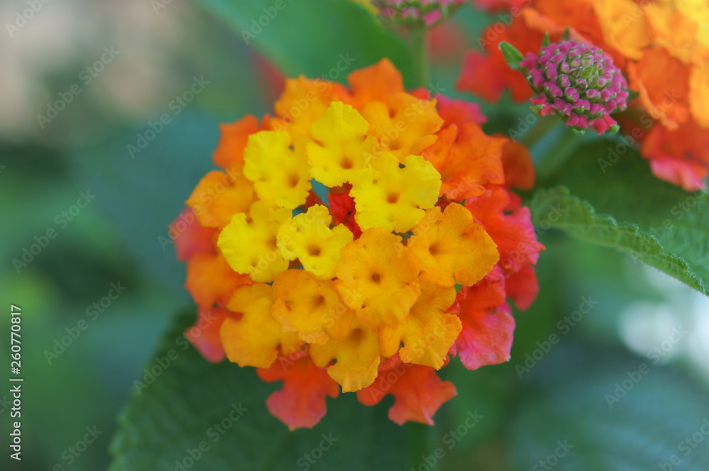 Lantana flower gaeden