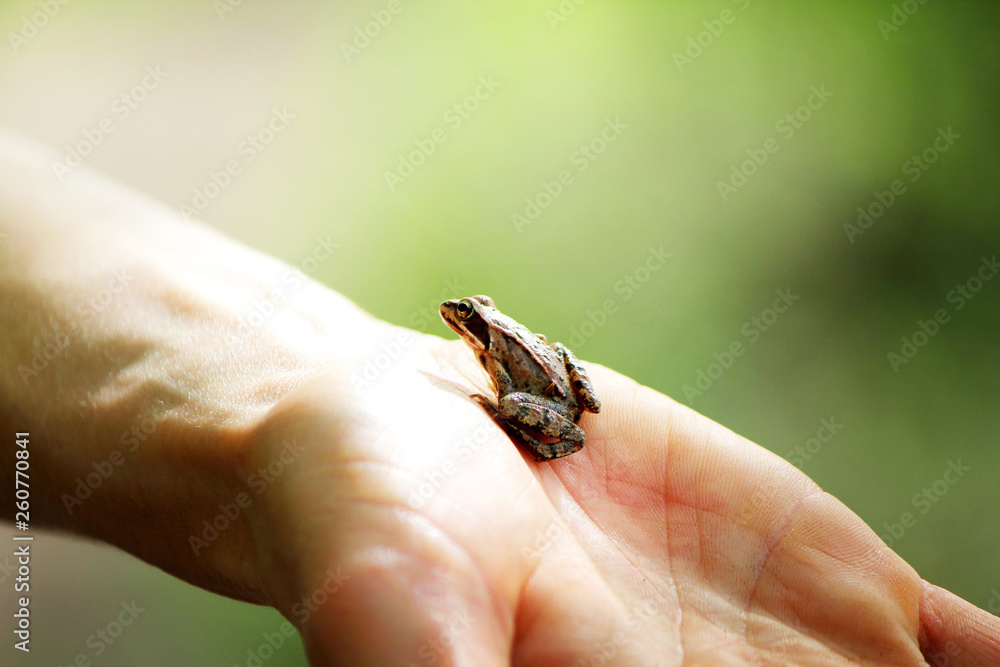 Obraz premium Froschwanderung