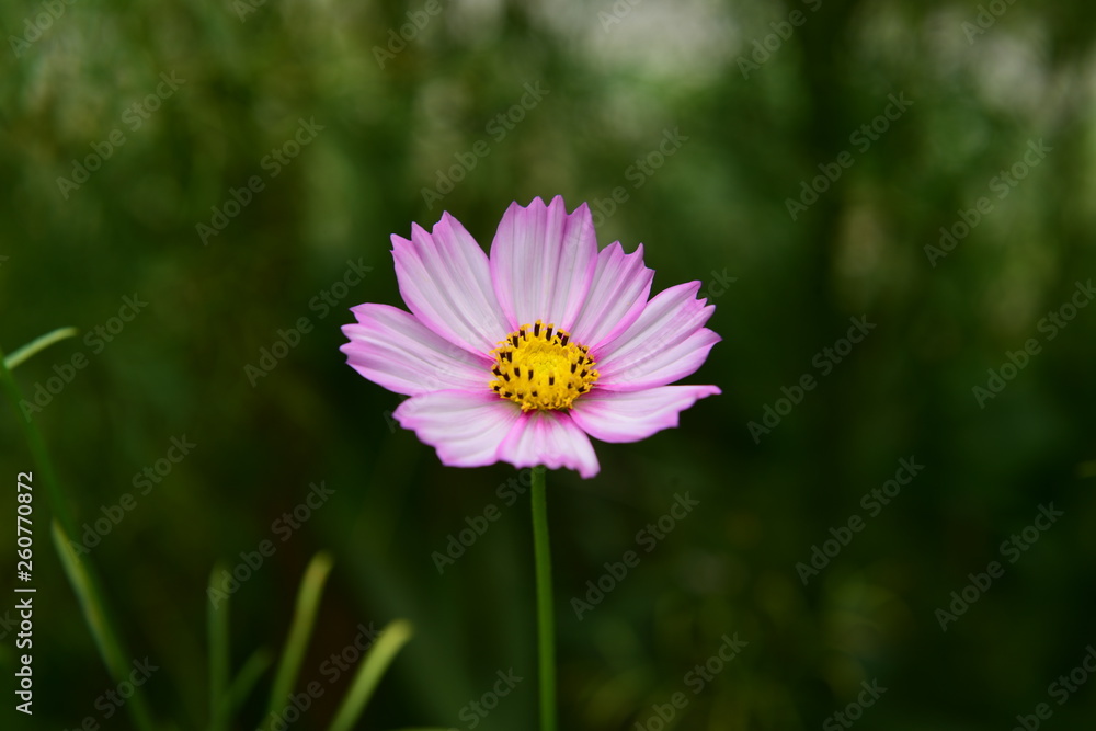 Beautiful Chrysanthemum Plants Beautiful Chrysanthemum Plants