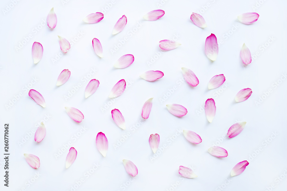 Pink lotus petals on white. Pink lotus petals on white.