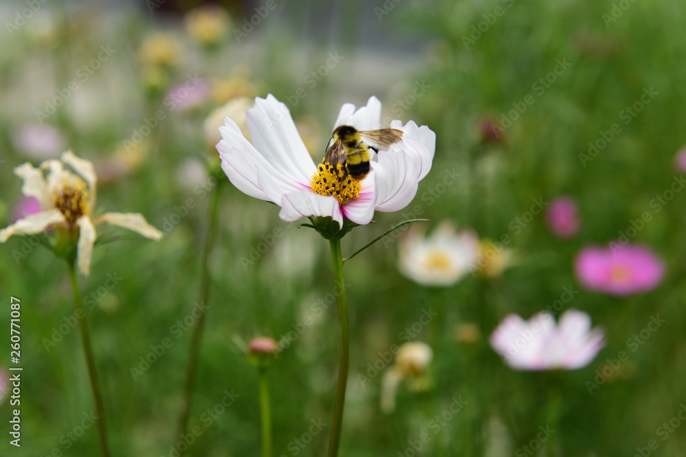 Obraz premium Beautiful Chrysanthemum Plants