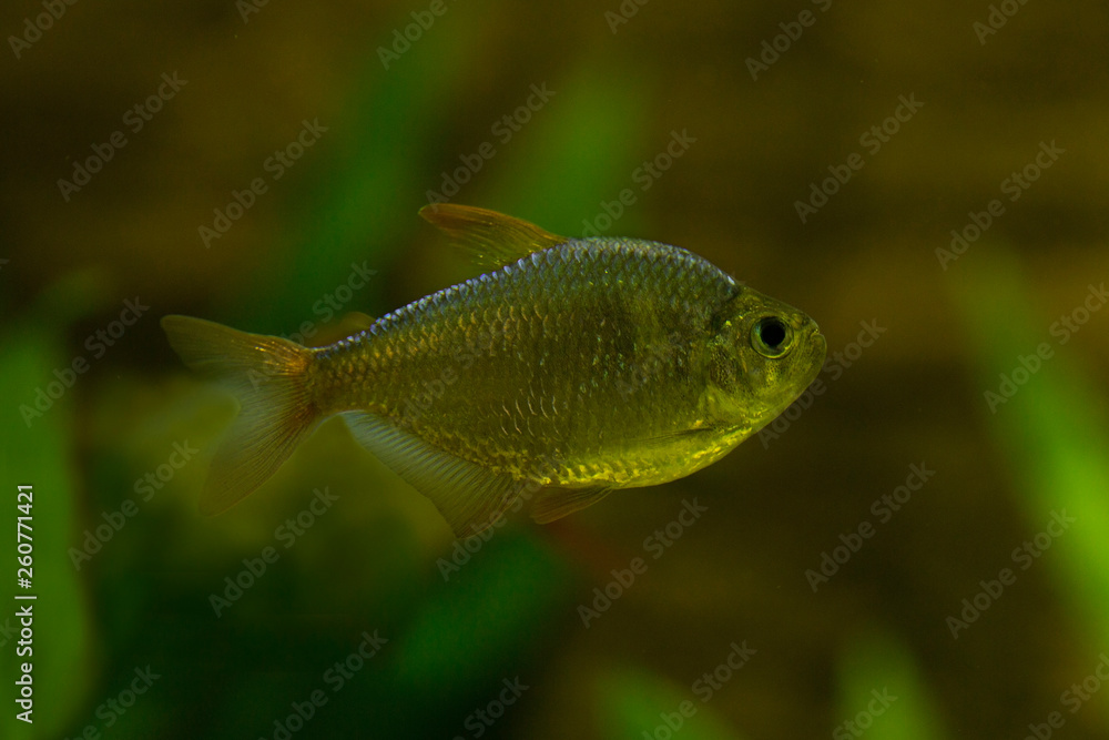 Hyphessobrycon columbianus (Colombian tetra, blue-red Colombian tetra). Hyphessobrycon columbianus (Colombian tetra, blue-red Colombian tetra).