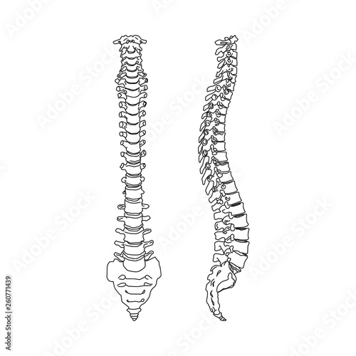 Black silhouette of heath human spine isolated on white background Vector Illustration