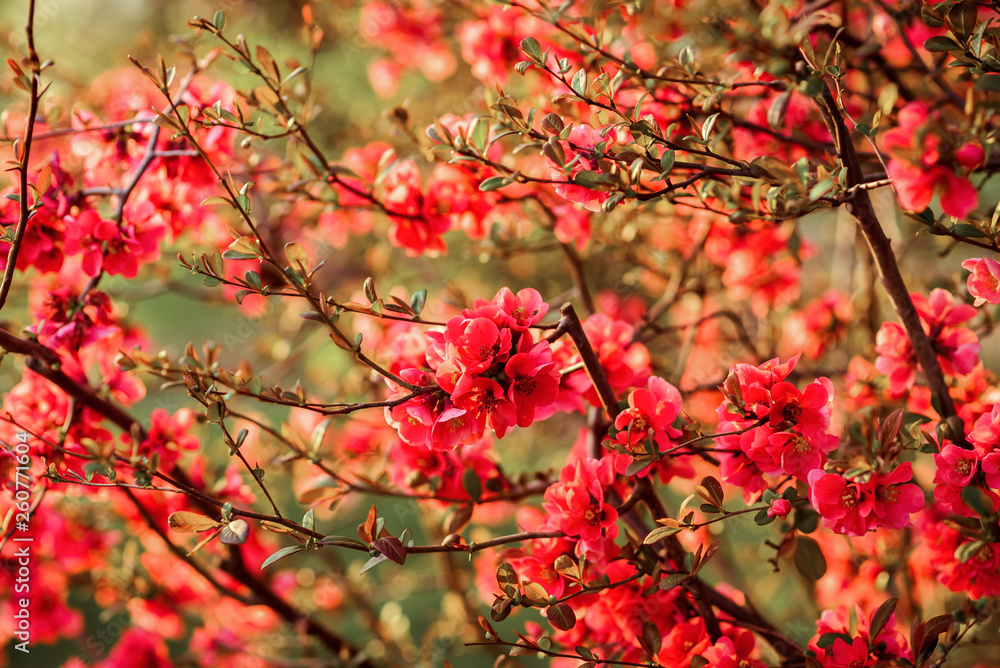 Spring flowers. Flowering bush. bush branches with pink flowers Spring flowers. Flowering bush. bush branches with pink flowers