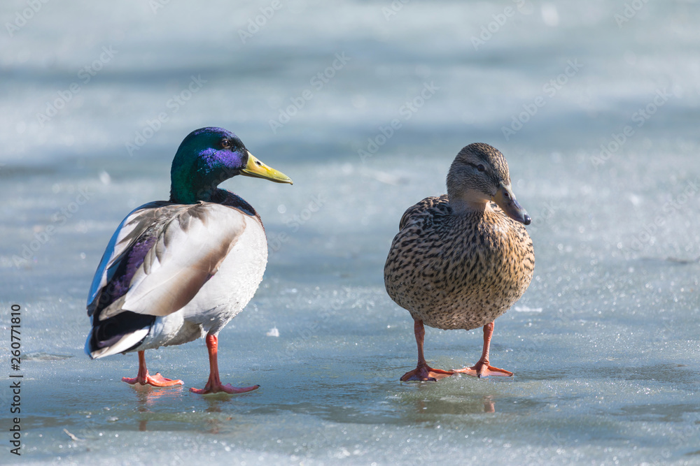 The duck and drake resting on the ice of city spring pond or lake in the sunny day The duck and drake resting on the ice of city spring pond or lake in the sunny day