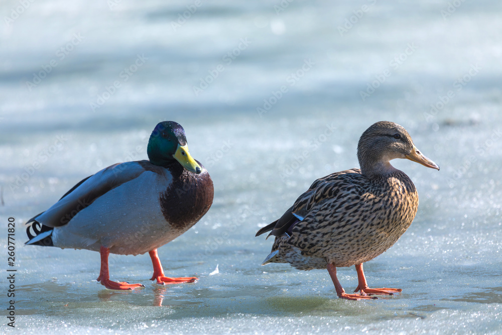 The duck and drake resting on the ice of city spring pond or lake in the sunny day The duck and drake resting on the ice of city spring pond or lake in the sunny day