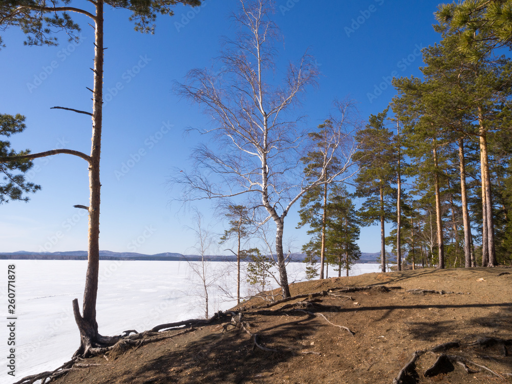 Early spring, naked forest on the shore by lake still covered with show and ice. Pine trees and birches, cloudless blue sky, sunny day, landscape Early spring, naked forest on the shore by lake still covered with show and ice. Pine trees and birches, cloudless blue sky, sunny day, landscape