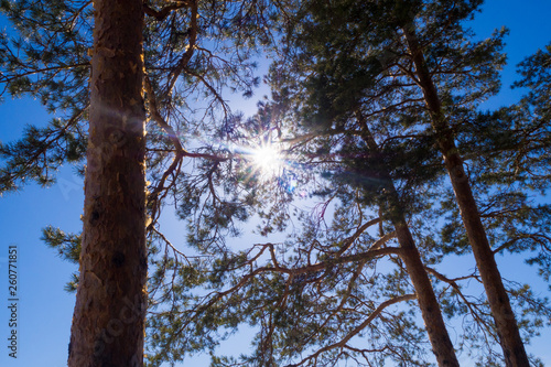 Bild auf Leinwand Sun rays shining bright through pine tree trunks and branches, blue sky as a bac
