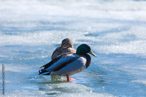 The duck and drake resting on the ice of city spring pond or lake in the sunny day