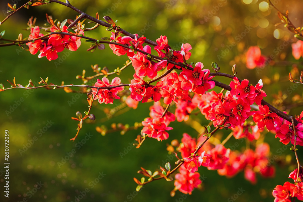Spring flowers. Flowering bush. bush branches with pink flowers Spring flowers. Flowering bush. bush branches with pink flowers