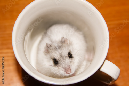 a small hamster, close-up