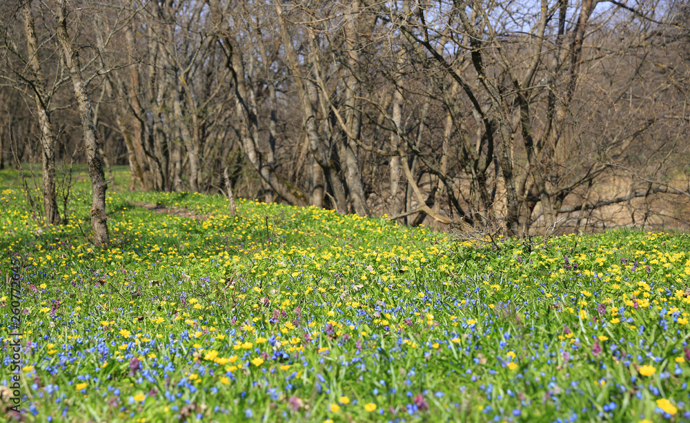 Obraz premium wild flowers on spring meadow