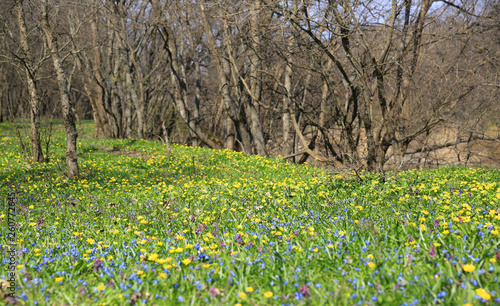 Fototapeta Naklejka Na Ścianę i Meble -  wild flowers on spring meadow