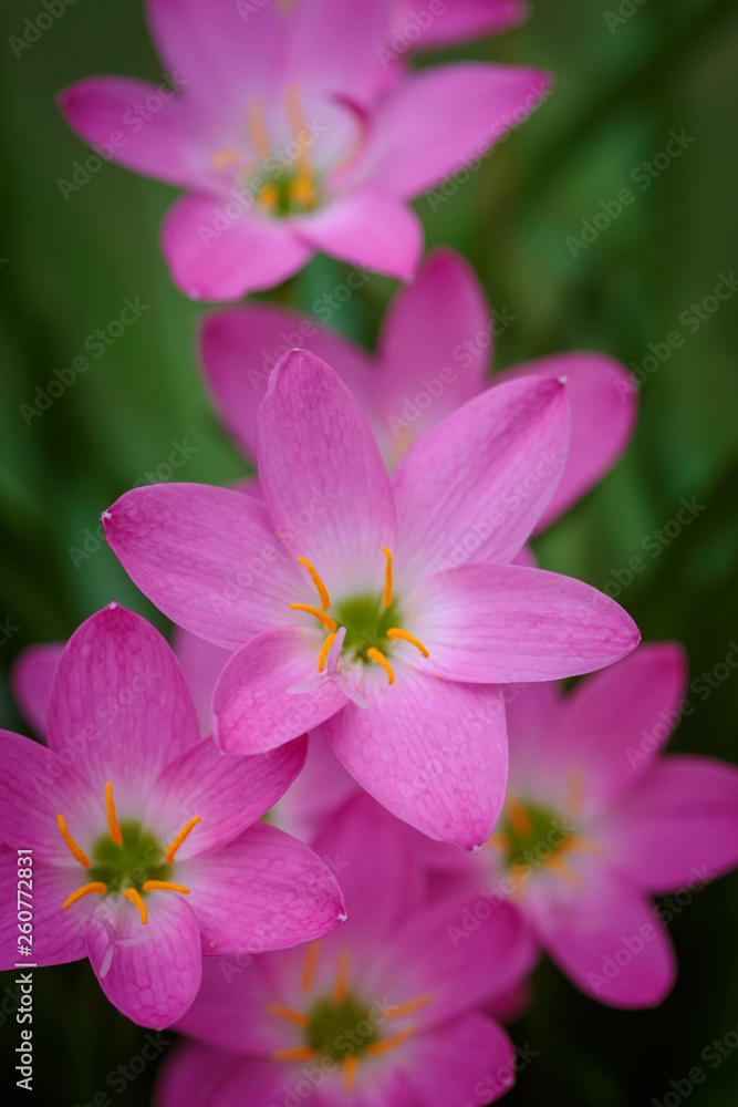 purple rain lily flower