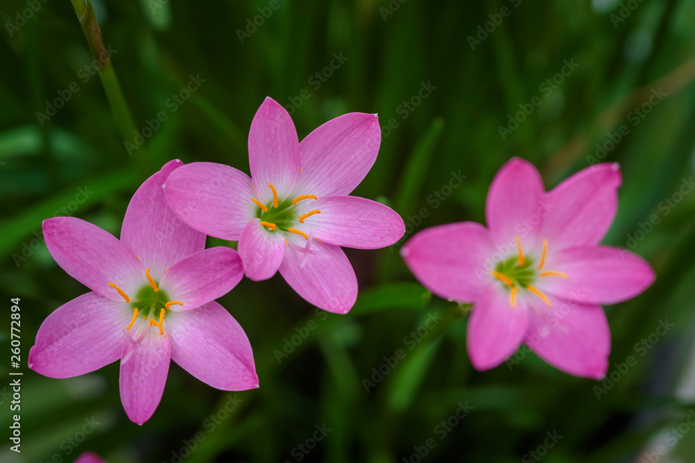 purple rain lily flower