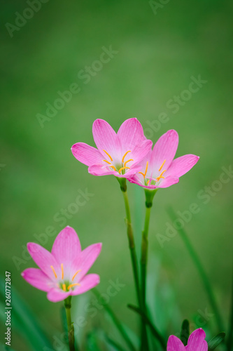 purple rain lily flower