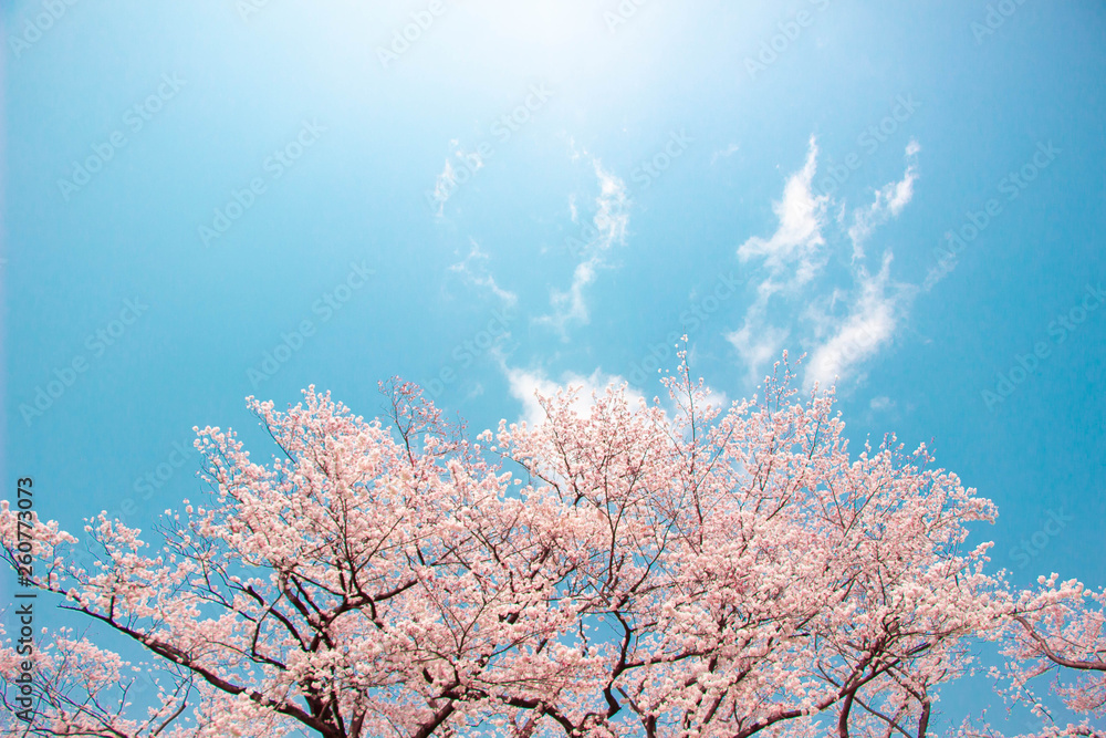 桜