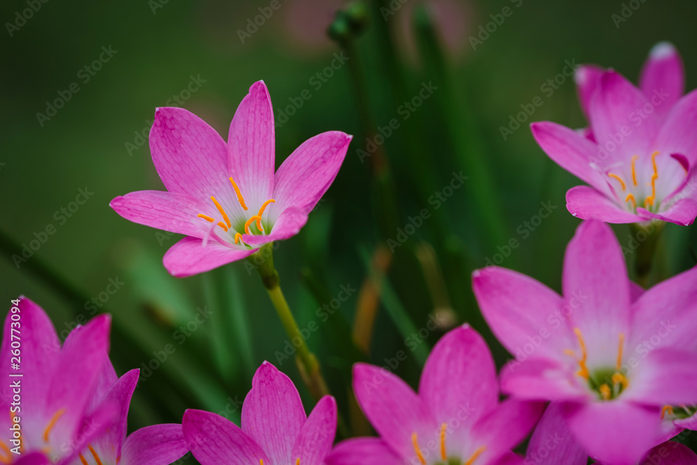 purple rain lily flower purple rain lily flower