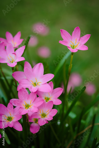 purple rain lily flower