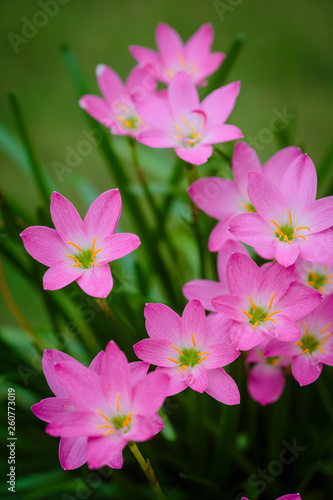 purple rain lily flower