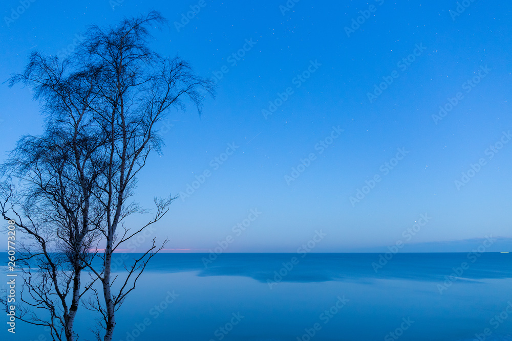Silhouettes of rare birch trees on the edge of a sandy cliff on the Baltic seashore Silhouettes of rare birch trees on the edge of a sandy cliff on the Baltic seashore