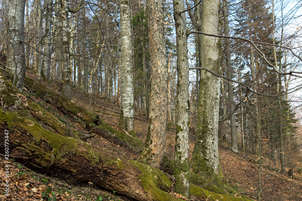 Obraz premium The unique natural mountain forests of the Carpathians of the Beech (Fagus sylvatica) and the sycamore maple (Acer pseudoplatanus), the view from the middle